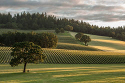 Oregon - Vineyard