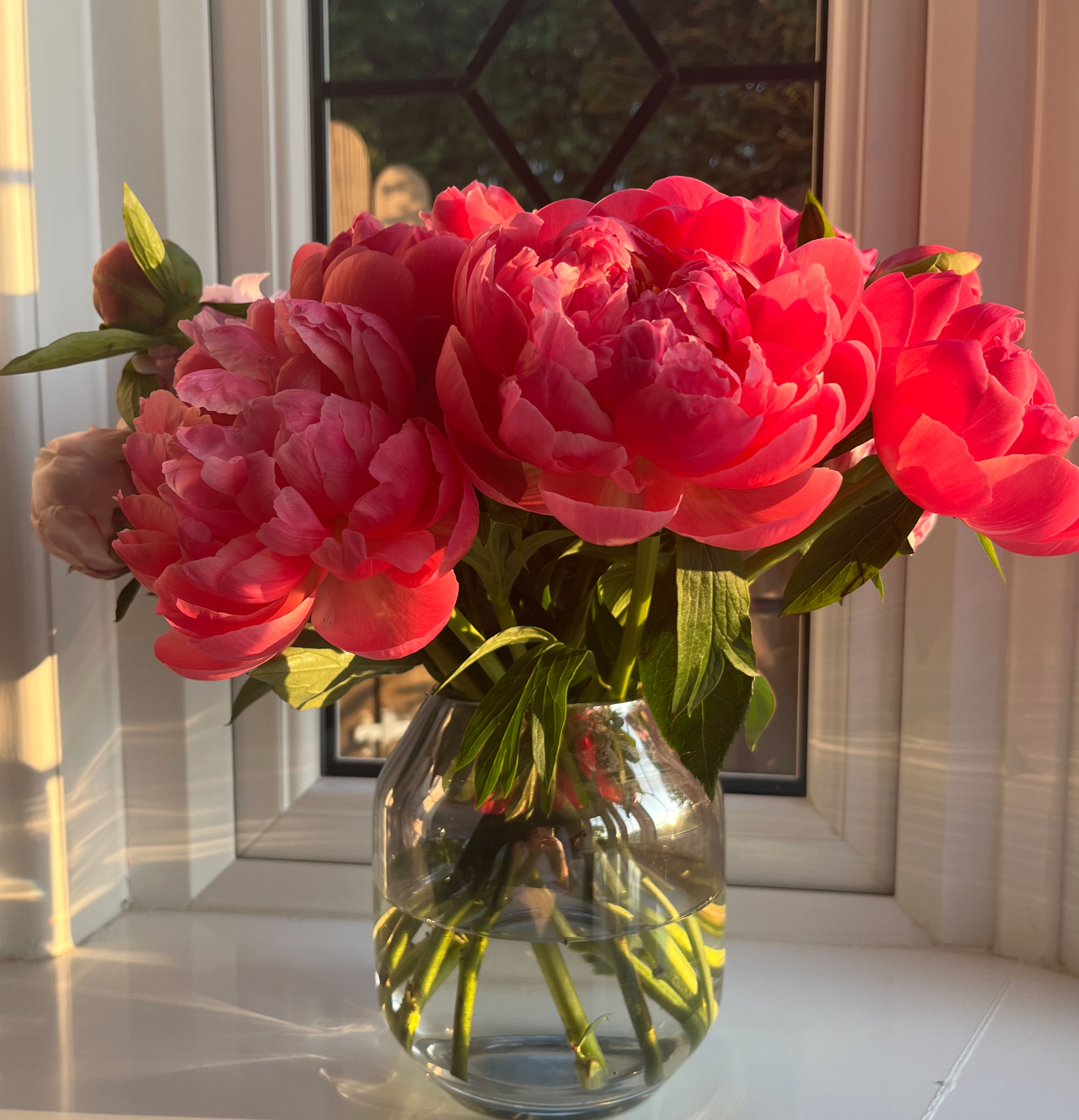 Coral Charm Peonies