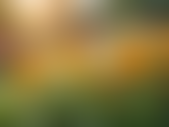 Consejos para un Jardín Saludable y Hermoso