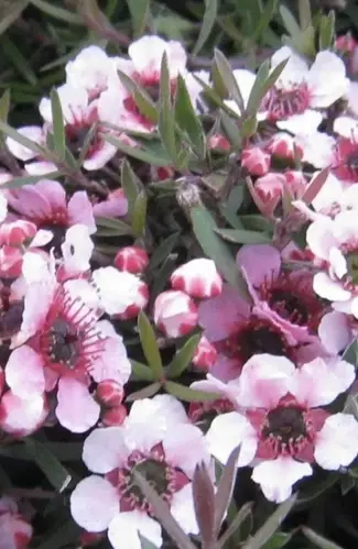 Thumbnail: Leptospernum Martini large plants in 2 litre pots