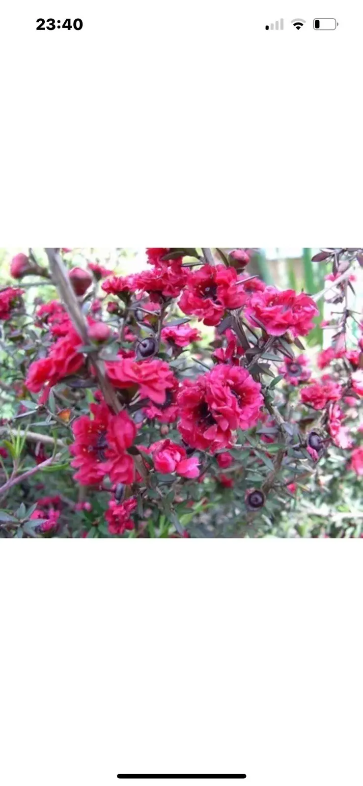 Thumbnail: Leptospernum Red Damask Large Bushy Plants Bursting With Bloom In 2 Litre Pots