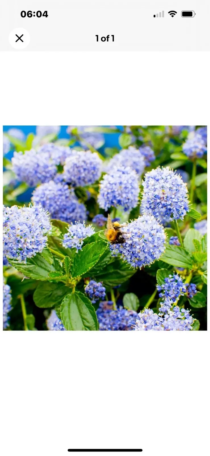 Thumbnail: Ceanothus Victoria Flowering Shrub Plant In 2 Litre Pots Big Strong Plant