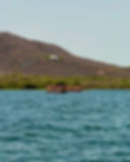 FB_IMG_1747293426724