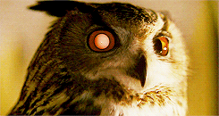 Bladerunner owl.gif