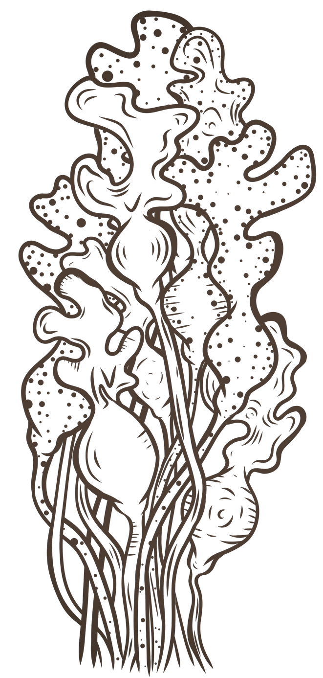 Portland Seaweed Spa massage treatments hammam spa portland dorset_edited_edited.png