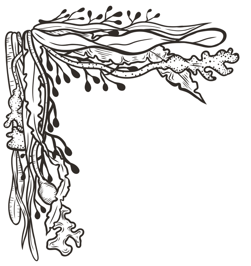 Portland Seaweed Spa massage treatments hammam spa portland dorset_edited_edited_edited_ed