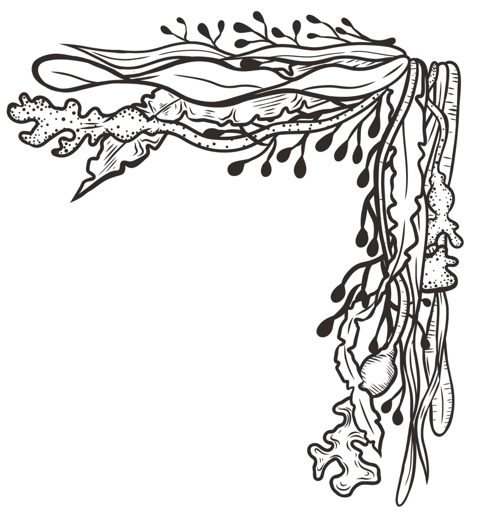 Portland Seaweed Spa massage treatments hammam spa portland dorset_edited_edited_edited_ed