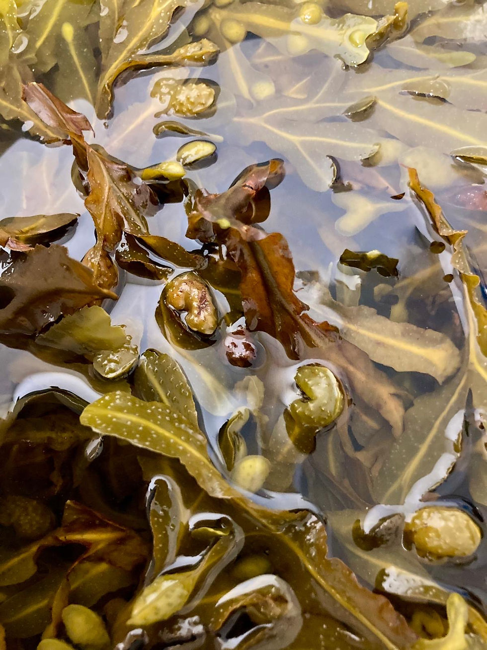 Portland Seaweed Spa treatments massage reiki Japanese head spa foot spa