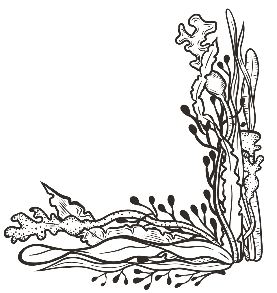 Portland Seaweed Spa massage treatments hammam spa portland dorset_edited_edited_edited_ed