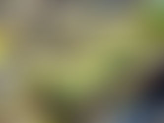 花芽の剪定をやっています。受粉して実もチラホラ...　2026/4/9