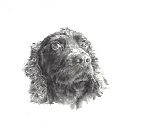 Special Spaniel Ruby