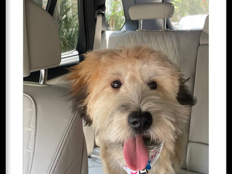 Why do Dogs Love Riding In The Car?