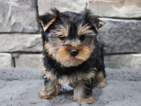 Unhealthy Foods For Dogs