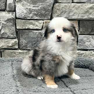 Petland Raleigh Puppies Near Me