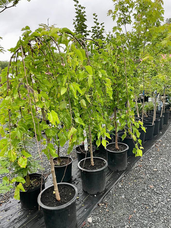 Potted trees at Brooklyn Village Garden Centre in West Hants, Nova Scotia