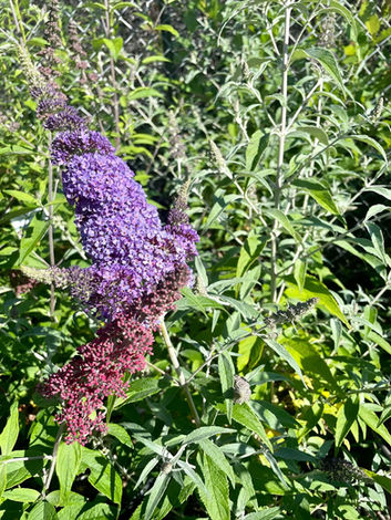 Purple Perennials at Brooklyn Village Garden Centre in West Hants Nova Scotia