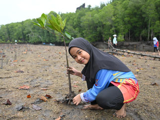 Smiling girl planting mangrove sapling