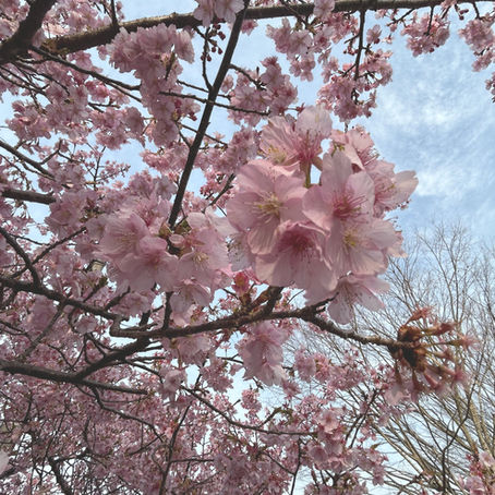 桜の季節ですね。