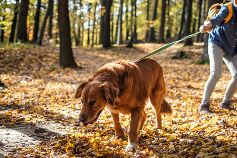飼い主を引っ張る犬