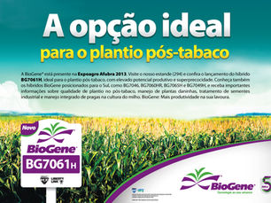 BG7061H - Novo híbrido é a opção ideal para o plantio pós-tabaco