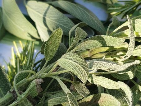 La sauge au jardin éloigne le médecin !