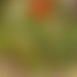  Mangez des fleurs et des feuilles ! 