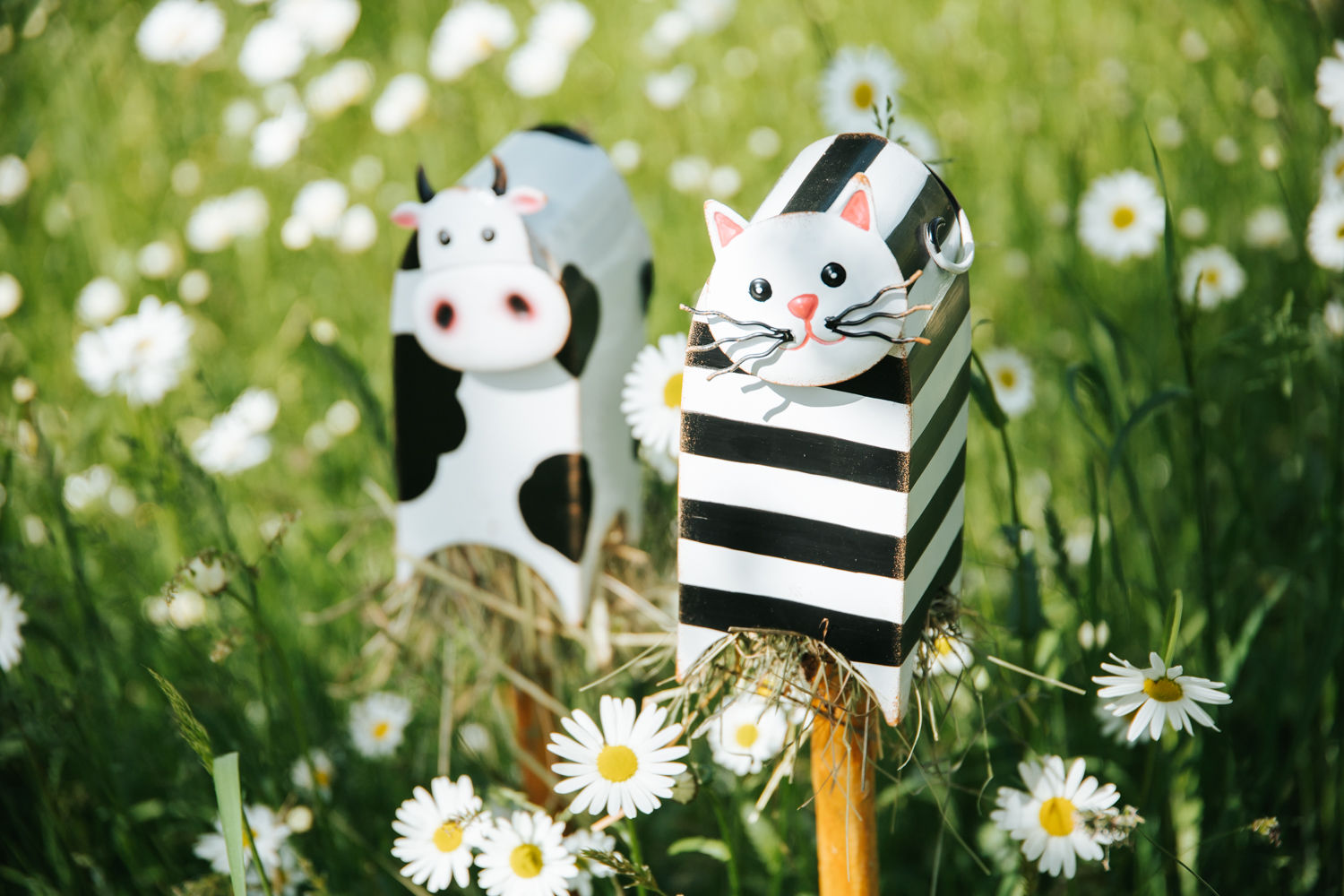 Zaunhocker Katze, Miau