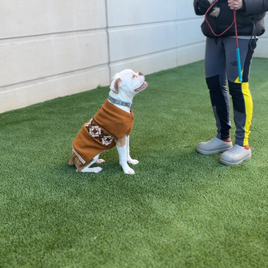 Play as a key component of your Dog Training