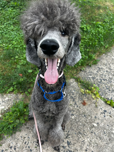 Behavioral Dog Training in Philly Suburbs for Leash Reactivity. Dog is practicing focus outdoors.