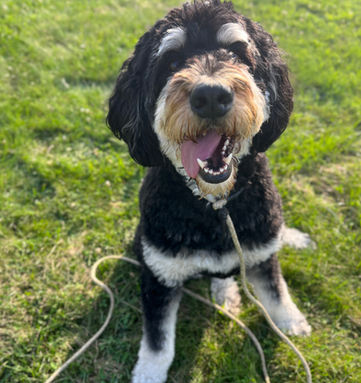Human coaching and partnership lesson during In-Home Private Dog Training to improve communication.