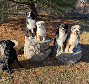 5 training dogs in sit stays at camp.
