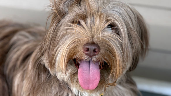 Why Does My Dog Listen at Home But Not in Public?