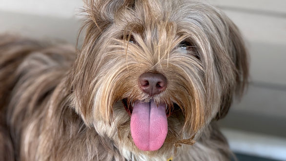 Why Does My Dog Listen at Home But Not in Public?