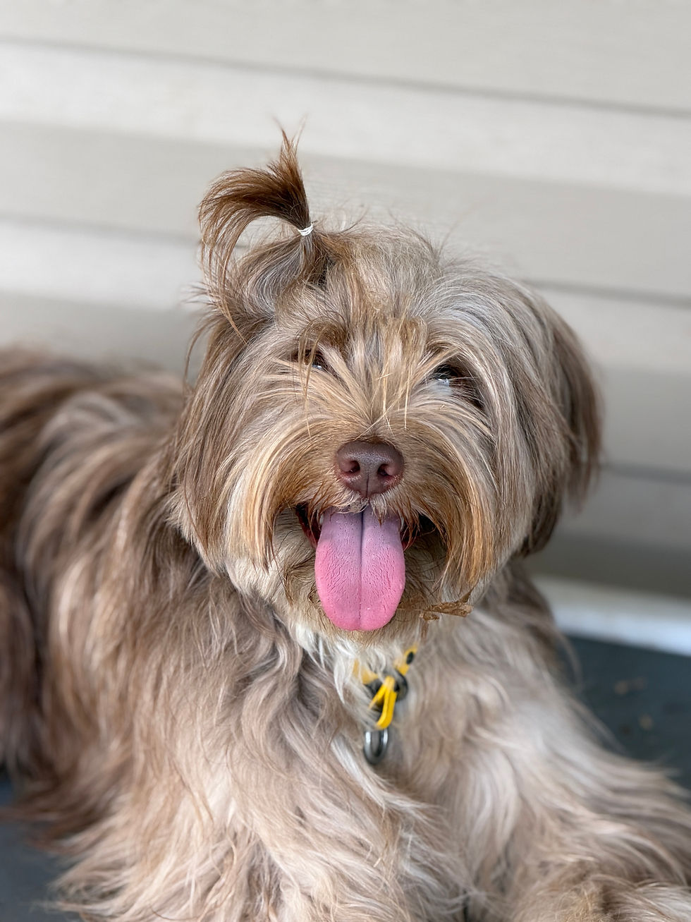 Why Does My Dog Listen at Home But Not in Public?