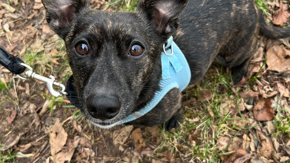 Oliver's Reactivity Training Program 