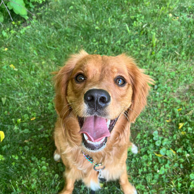 Leash Walking Tips and Tricks for You and Your Dog