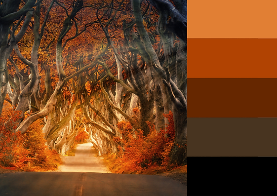 dark hedges