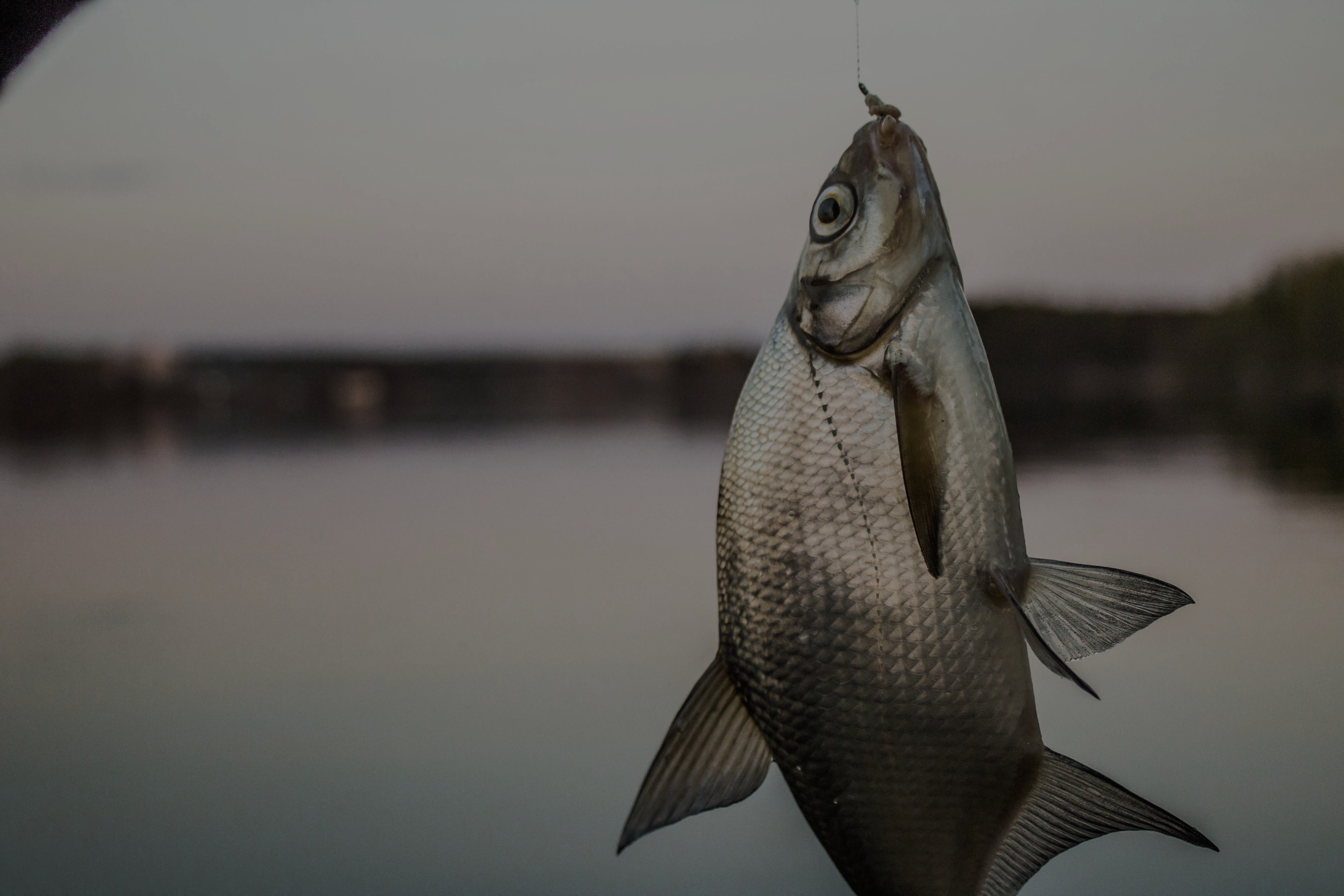 Fishery Production