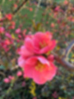 Meditation & Heilkreis