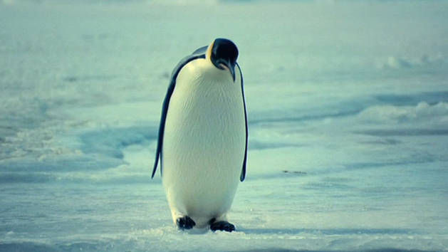 Cyrill Geshev Post a new look for Him documentary movie Penguins