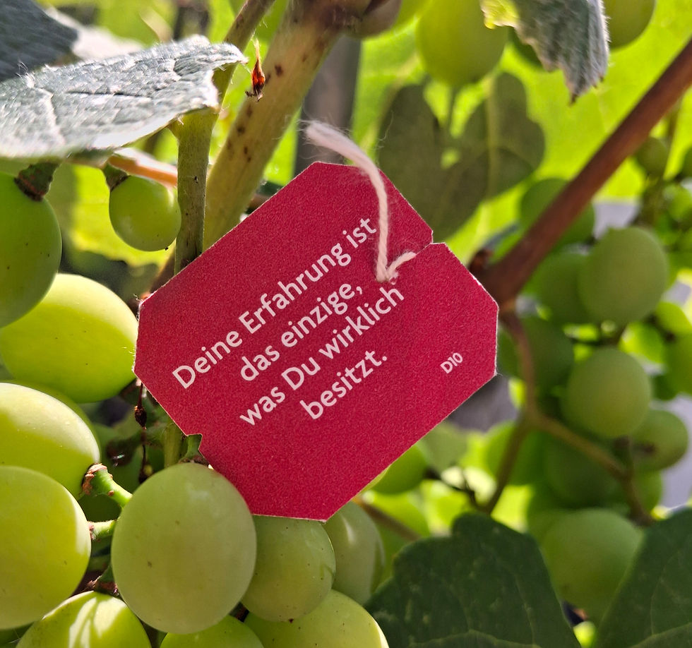 Deine Erfahrung ist das einzige, was du wirklich besitzt.