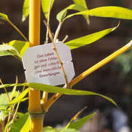 Bild von der Teebeutelweisheit und Yogaspruch: Das Leben ist ohne Fehler, gut und schlecht sind menschliche Bewertungen.