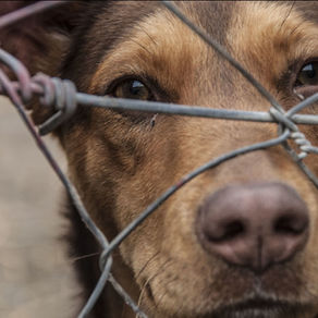 When Emotions Trump the Rule of Law: Animal Cruelty a Federal Felony