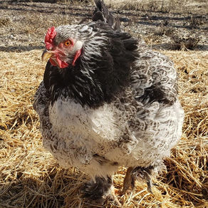 Count Your Chickens!