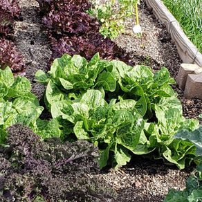 Create an Enjoyable Garden for Yourself and Your Family