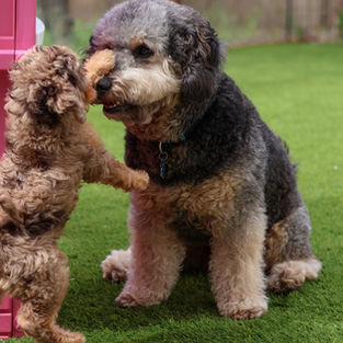 Puppy standing on hind legs reaching up toward an older golden retriever during their first outdoor meeting.