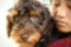 Red doddle portrait in Walnut Creek California