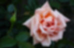 nervous system healing and trauma recovery