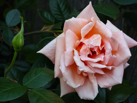 Pale pink rose in soft natural light