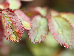 water droplets resting on leaves symbolizing nervous system regulation and recovery from chronic stress
